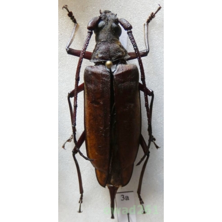Cerambicidae sp. Aegosoma? 43mm Vietnam3a